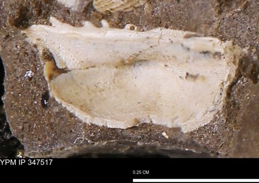undet. Bivalvia