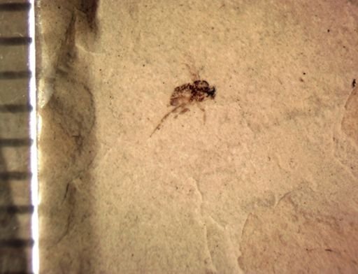 undet. Diptera