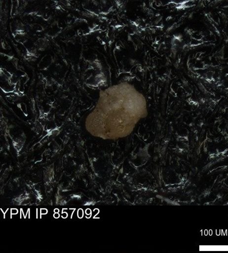 undet. Foraminiferida