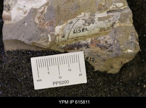 Baculites sp.