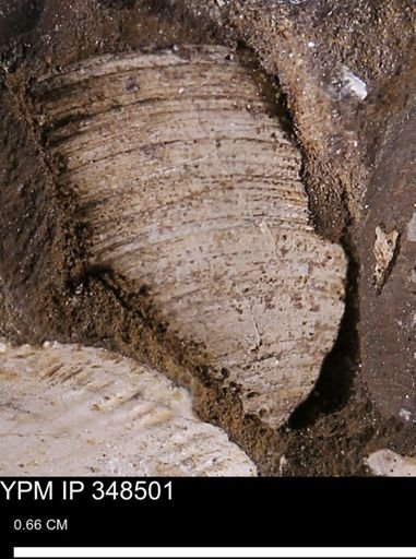 undet. Bivalvia