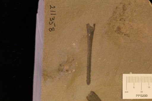 Eurypterus remipes