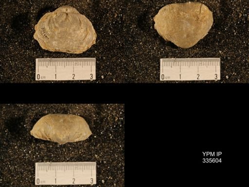 Linoproductus cora