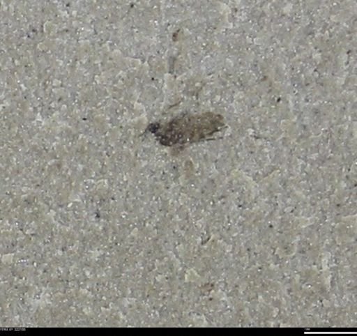 undet. Insecta
