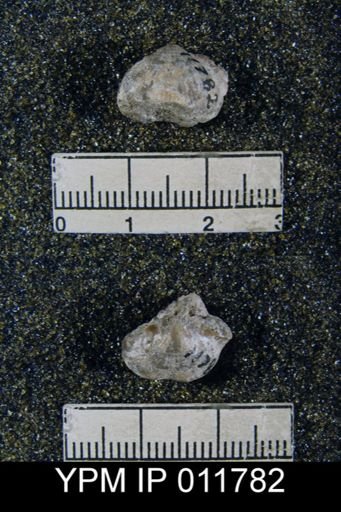Marginifera wabashensis