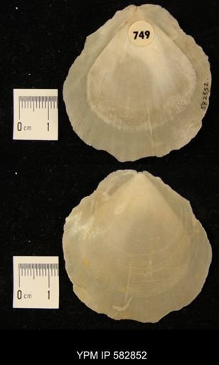 Amusium mortoni