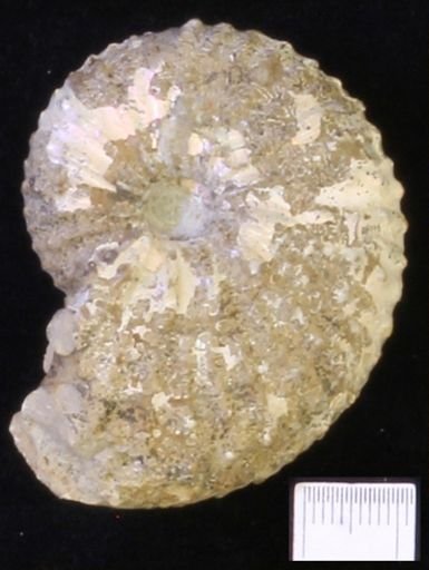 undet. Scaphitidae