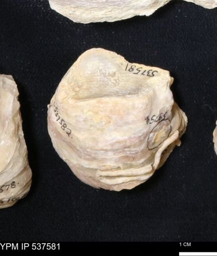 Gryphaea mucronata