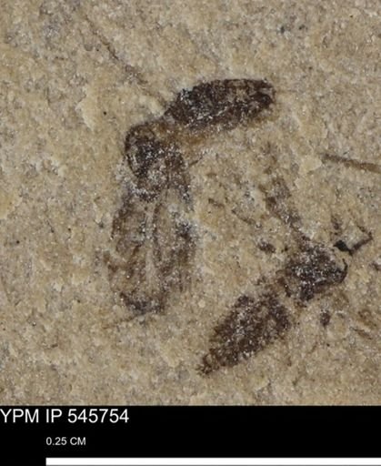 undet. Insecta