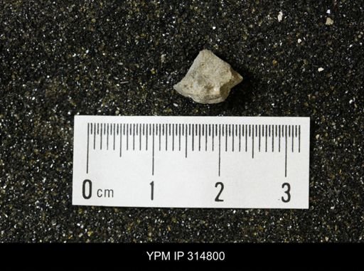 undet. Mollusca