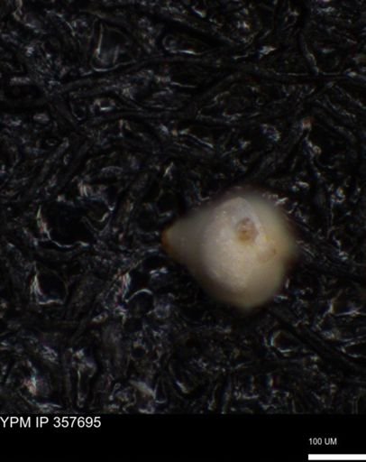 undet. Foraminiferida