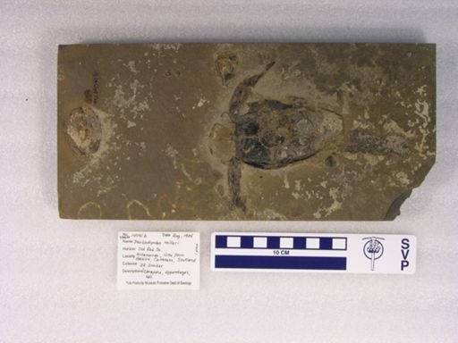 Pterichthyodes milleri