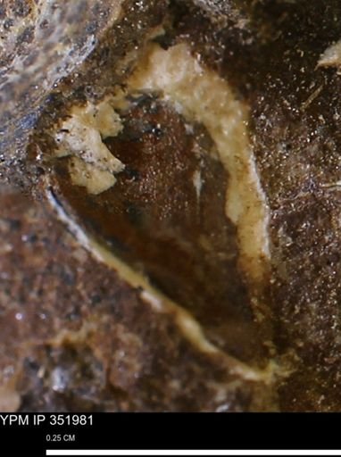 undet. Mollusca
