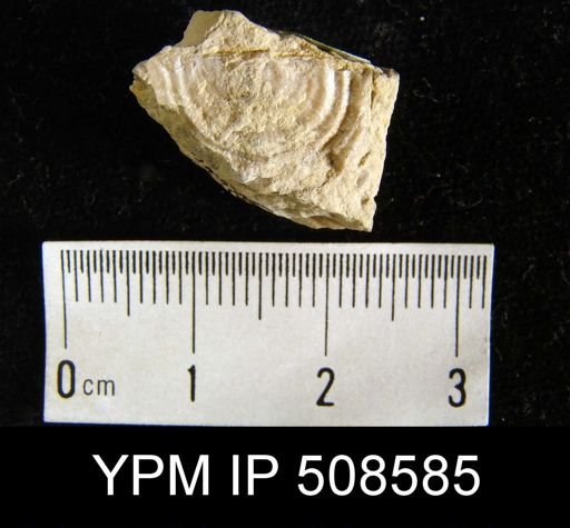 Leptaena sp.