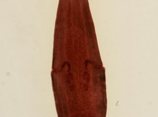 Dipylidium caninum