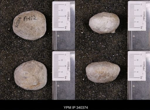 Enallaster texanus