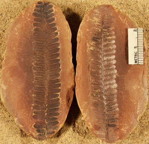 Pecopteris villosa