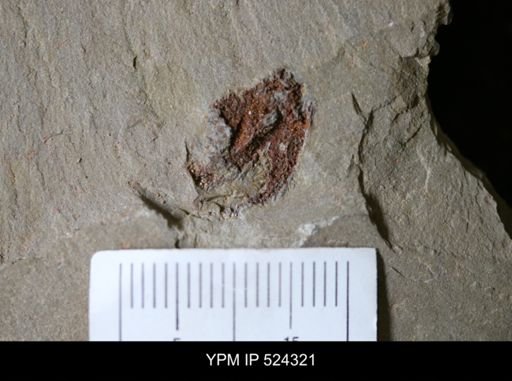undet. Asterozoa