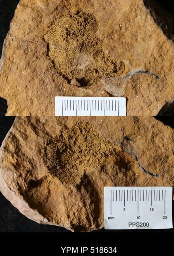 undet. Echinodermata