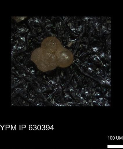 undet. Rugoglobigerinidae