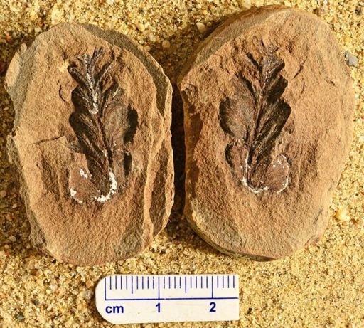 Aphlebia