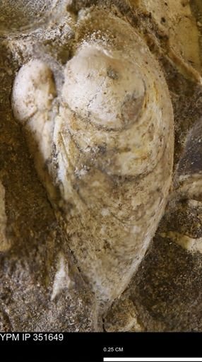 Limopsis striatopunctatus
