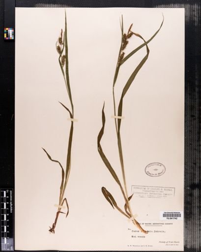 Carex scabrata