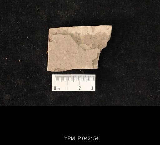 undet. Hymenoptera