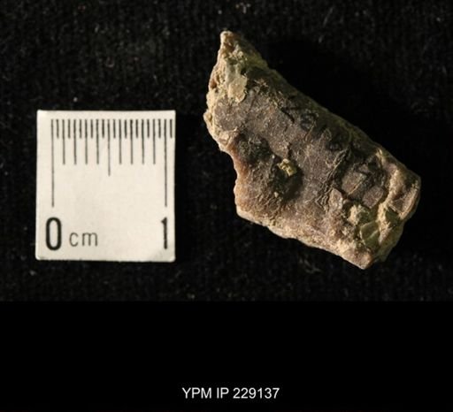 Pseudorthoceras knoxense