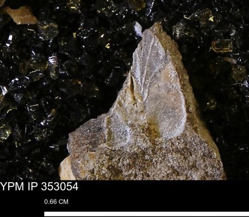 undet. Bivalvia