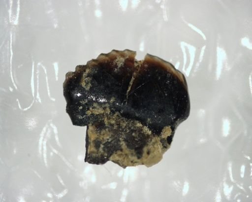 Ectypodus tardus