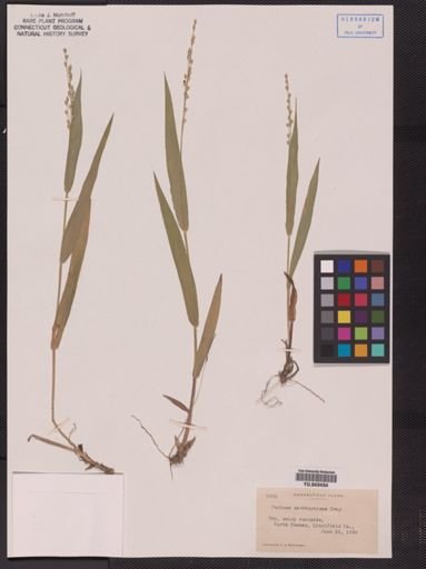 Panicum xanthophysum