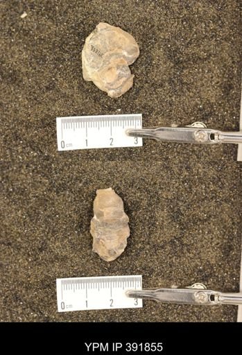 Scaphites whitfieldi