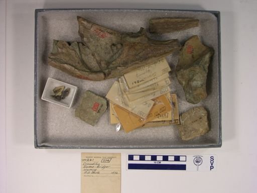 Crocodilus sp.