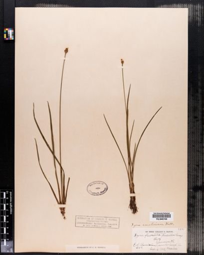 Xyris caroliniana