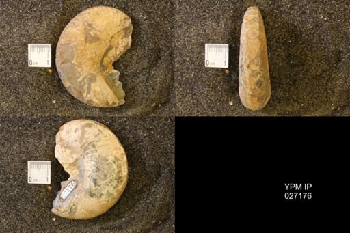 Hoploscaphites birkelundi