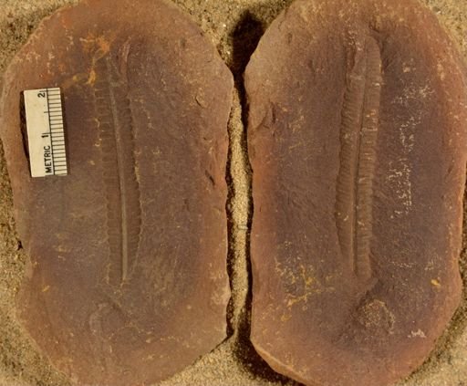 Pecopteris