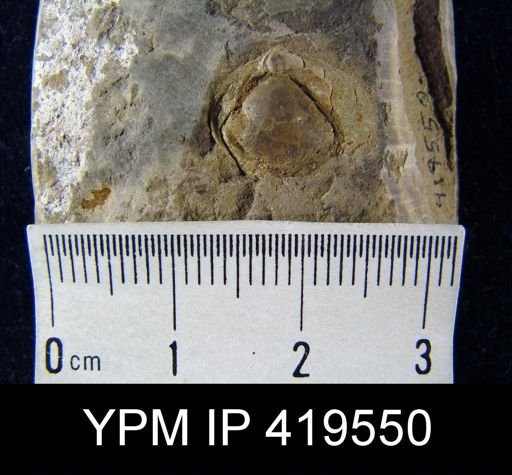 undet. Brachiopoda