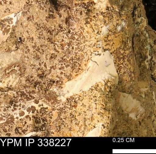 undet. Bivalvia