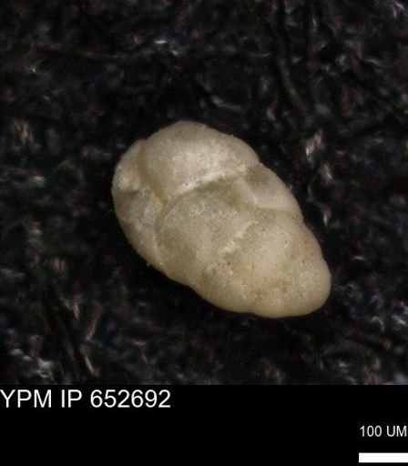 undet. Foraminiferida