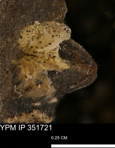 Limopsis striatopunctatus