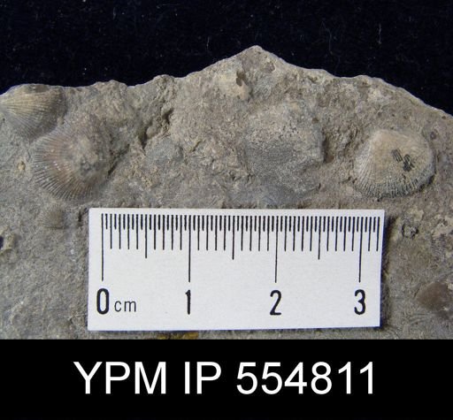 Rhipidomella uberis