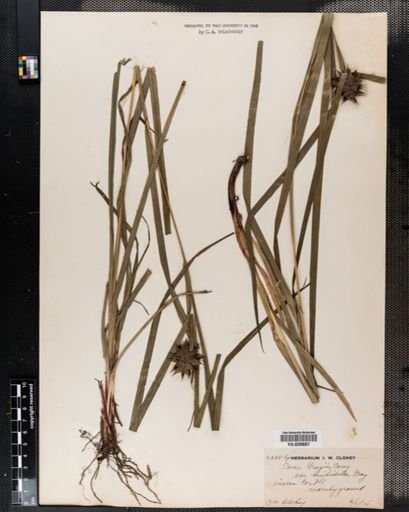 Carex