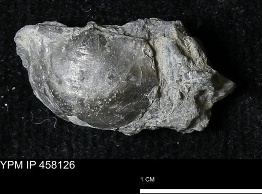 Pholidostrophia iowaensis