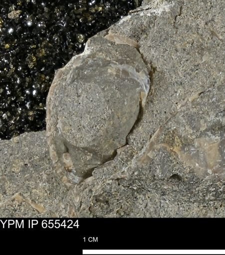 undet. Bivalvia