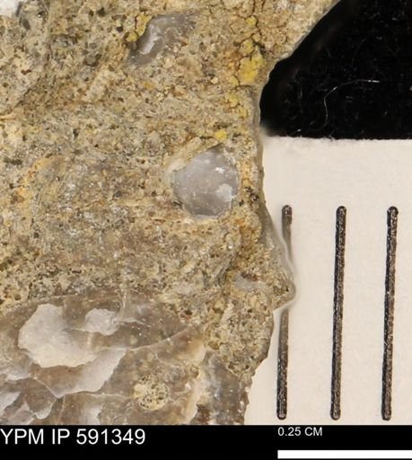undet. Bivalvia