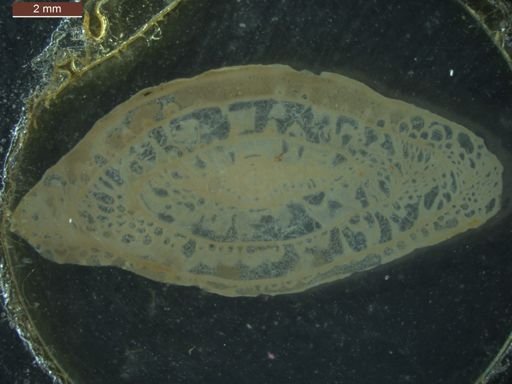 Schwagerina fusulinoides