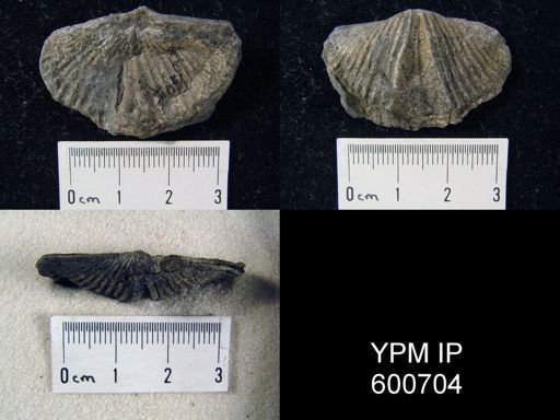 Mucrospirifer mucronatus