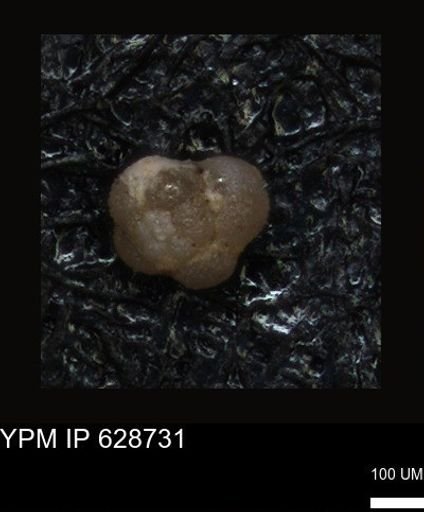 undet. Foraminiferida