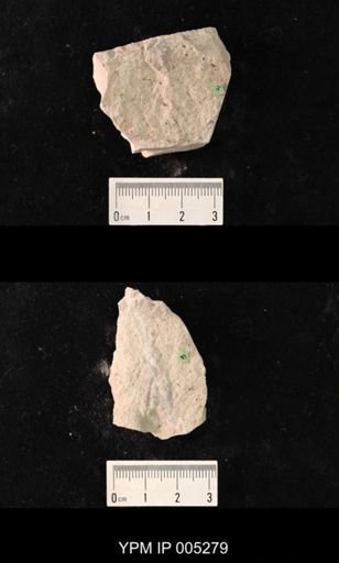 Stemma extensa